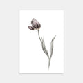 Tulipan - Kunstkort