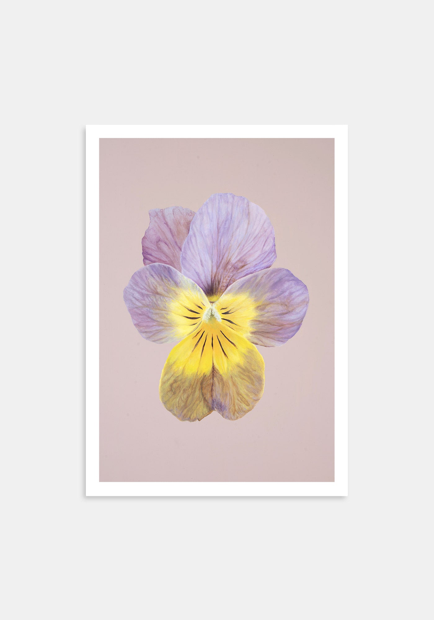 Apricote Antique – Kunsttrykk