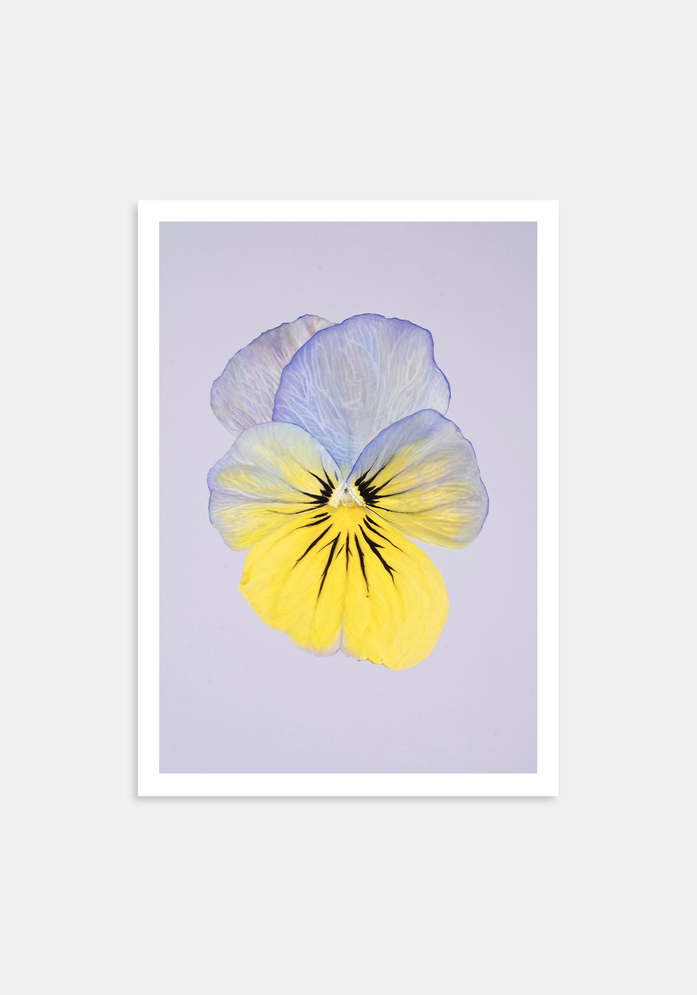 Cool Wave Morpho – Kunsttrykk