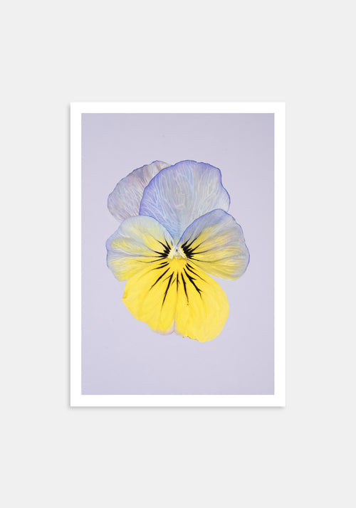 Cool Wave Morpho – Kunsttrykk