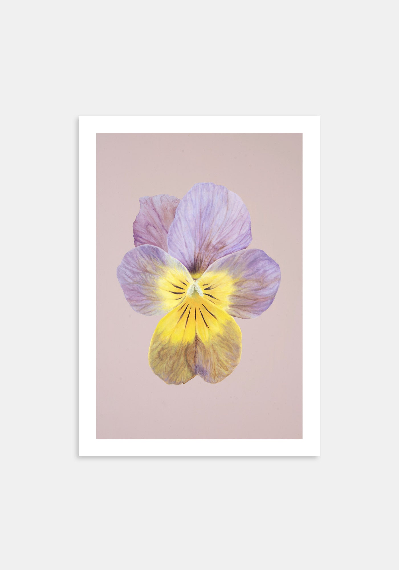 Apricote Antique – Kunsttrykk