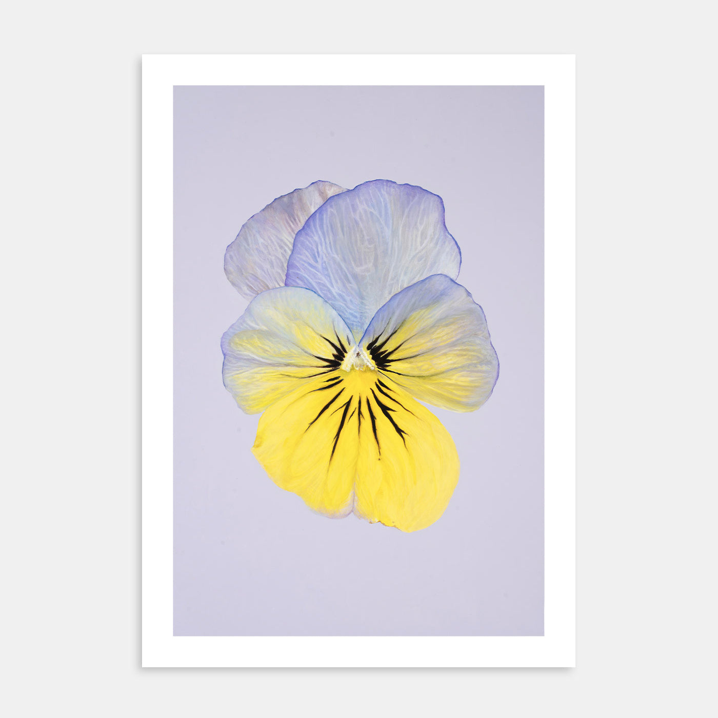 Cool Wave Morpho – Kunsttrykk