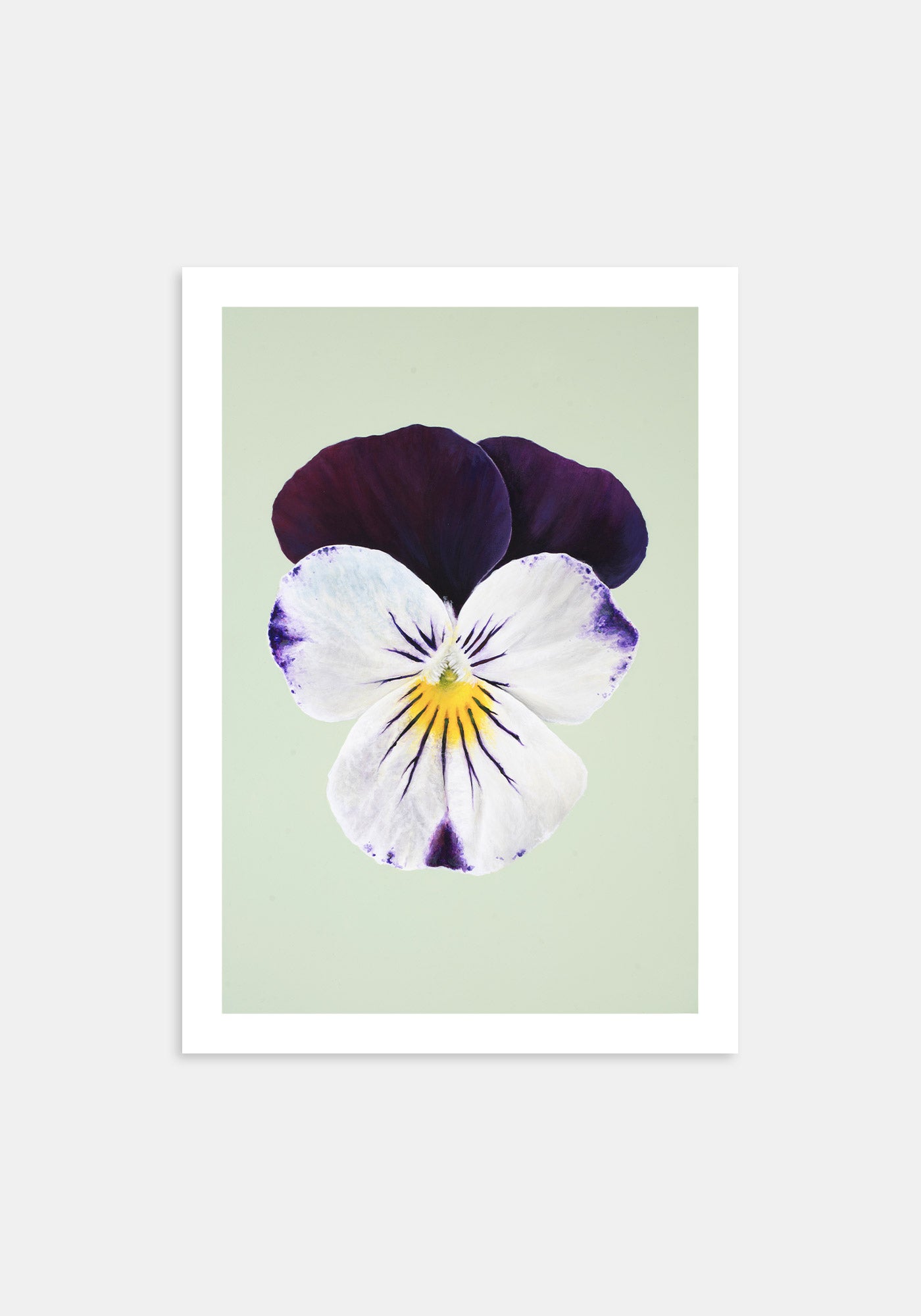 Johnny Jump Up – Kunsttrykk