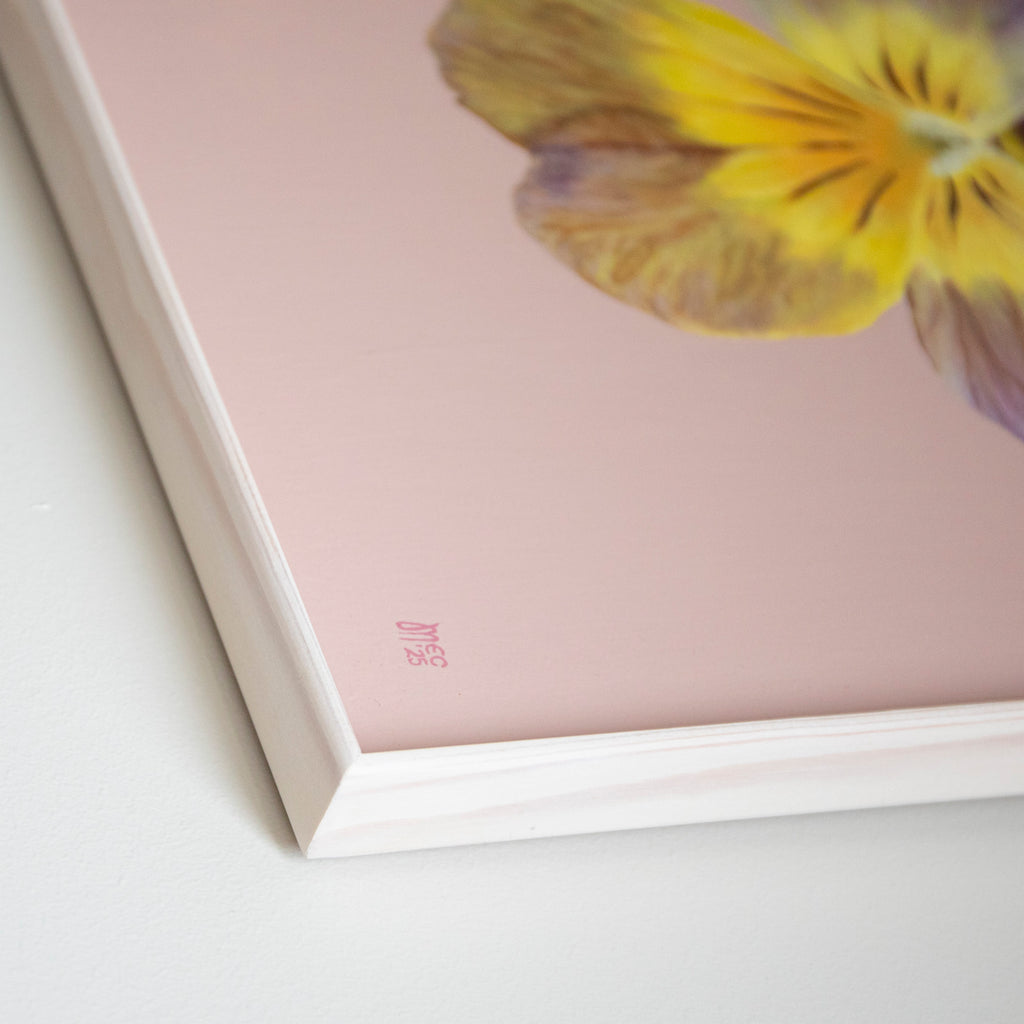 Apricote Antique – Original