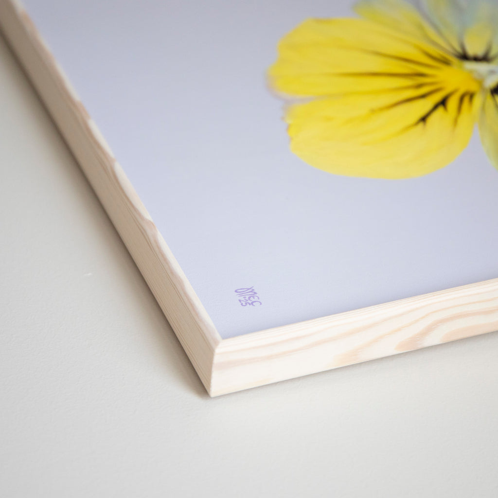 Cool Wave Morpho – Original