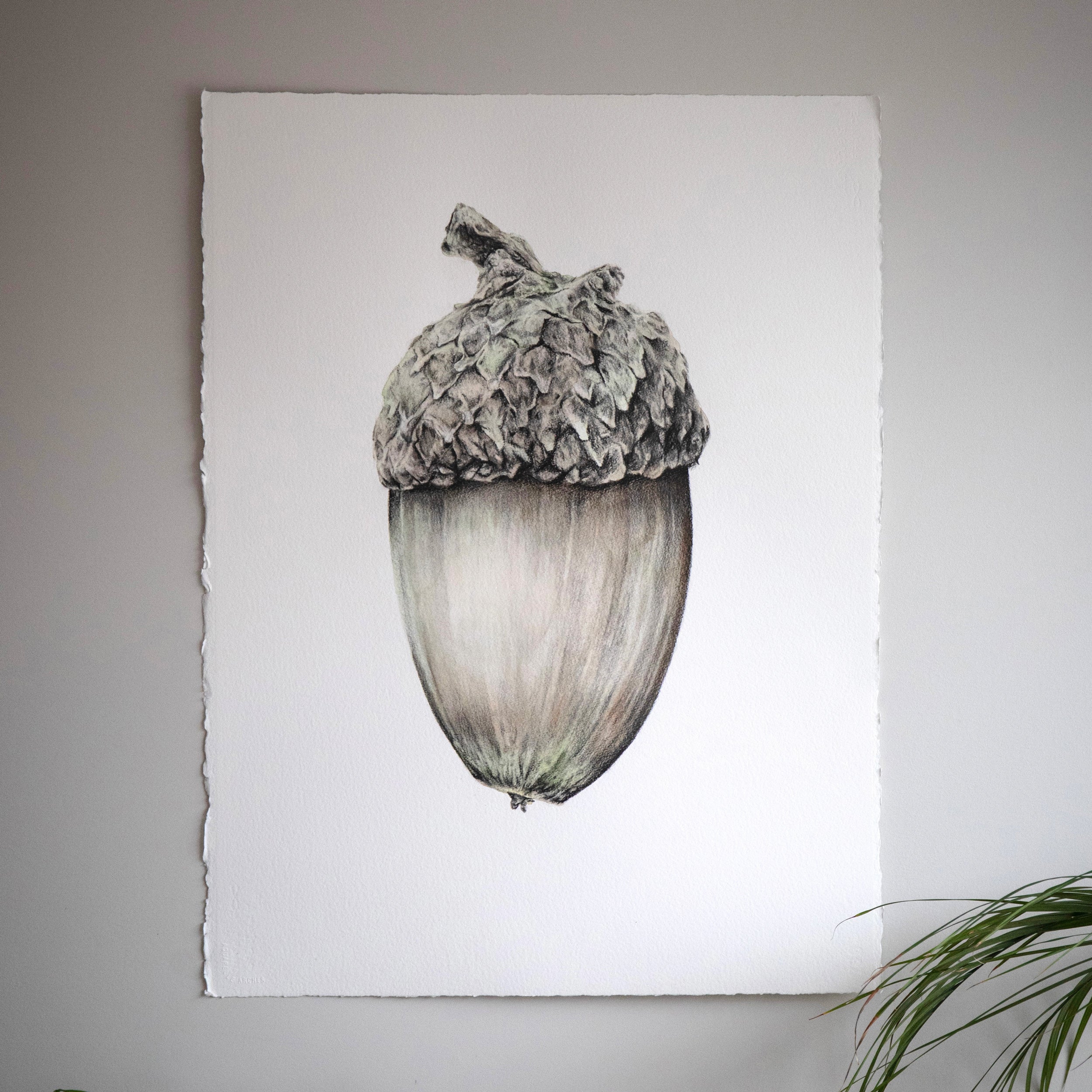 Eikenøtt – Original