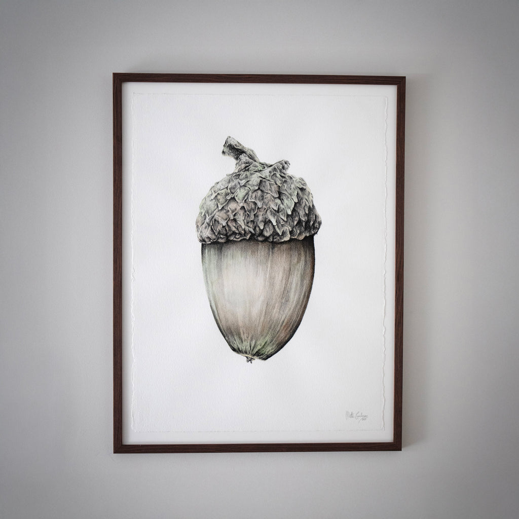 Eikenøtt – Original